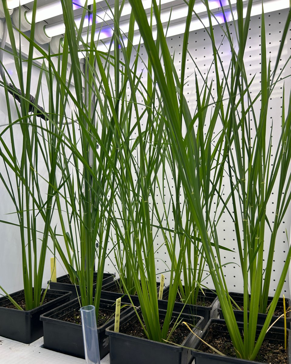 Aralab_'s tweet photo. 🌾 Shedding New Light on Rice! 🔆
We achieved promising results growing rice—one of the world’s key crops—in our refined growth chambers under precise conditions. Stay tuned for more!
#PlantResearch #EnhancedLED #GrowthChambers #Aralab #YourOwnClimate
🟢🔵🔴 https://t.co/ADat4BJwMj