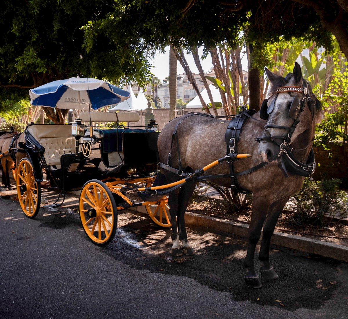 AnimaNaturalis's tweet photo. 🐴🟢 BUENAS NOTICIAS | ¡Málaga dice adiós a los coches de caballos!

Una medida histórica pone fin al uso de caballos en el turismo malagueño, marcando un hito en el bienestar animal en España.

Este 2025 será recordado como el año en que los coches de caballos desaparecen definitivamente de sus calles.

¡Que cunda el ejemplo!

Noticia completa 👇