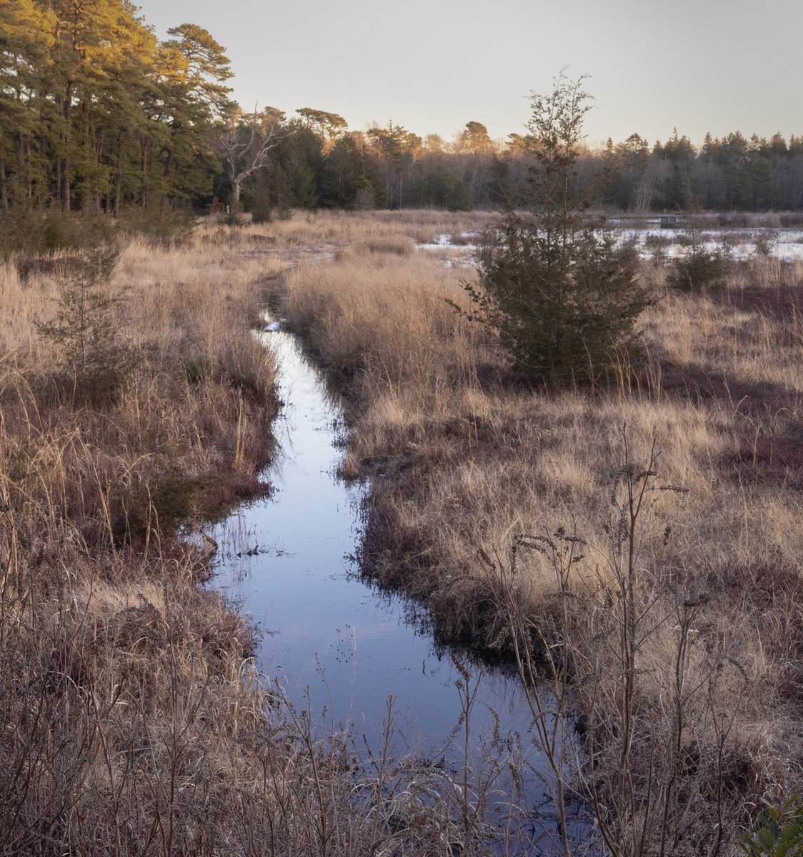 Peter Ackerman tweet media