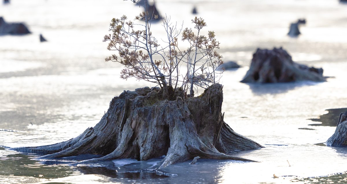 Peter Ackerman tweet media