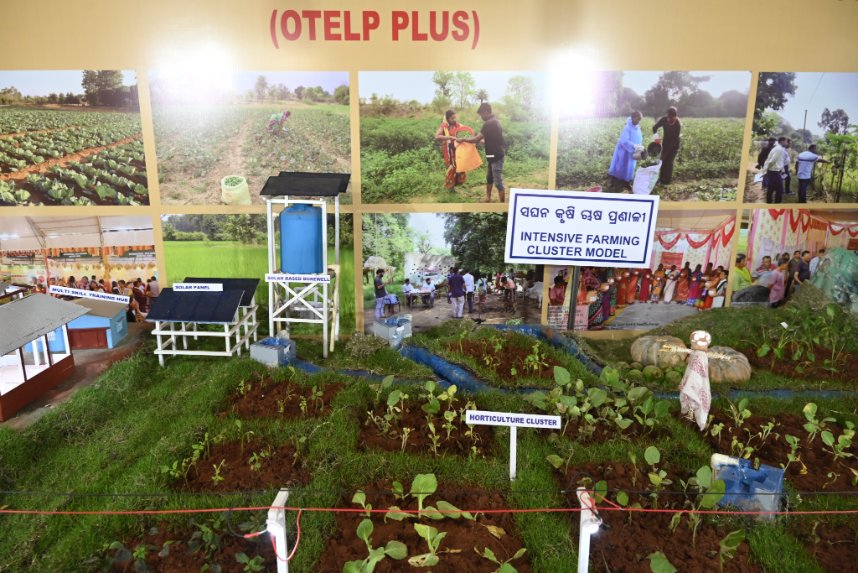 scstdevdept's tweet photo. Like previous years, OTELP PLUS participated in Adivasi Mela 2025 with a new theme 'Intensive Farming Cluster ' (IFC). IFC is an innovative approach taken up by OTELP PLUS since  the year 2022-23 for multiplication of farmers income in all weather cropping systems in kharif , rabi and summer. Under the IFC, agriculture clusters have been developed in continuous patches covering solar based borewell irrigation system with overhead tank in the field for assured irrigation round the year. Besides, market linkage of the horticulture produces , solar cold rooms, Multi skill training hubs, livestock rearing units are also being integrated with the IFC.#AdivasiMela2025  #OTELPPLUS #IntensiveFarmingCluster
#IFC #AgriculturalInnovation #FarmerEmpowerment
#SustainableAgriculture #WeatherResilientFarming
#MarketLinkage #SolarBasedIrrigation
#TribalDevelopment