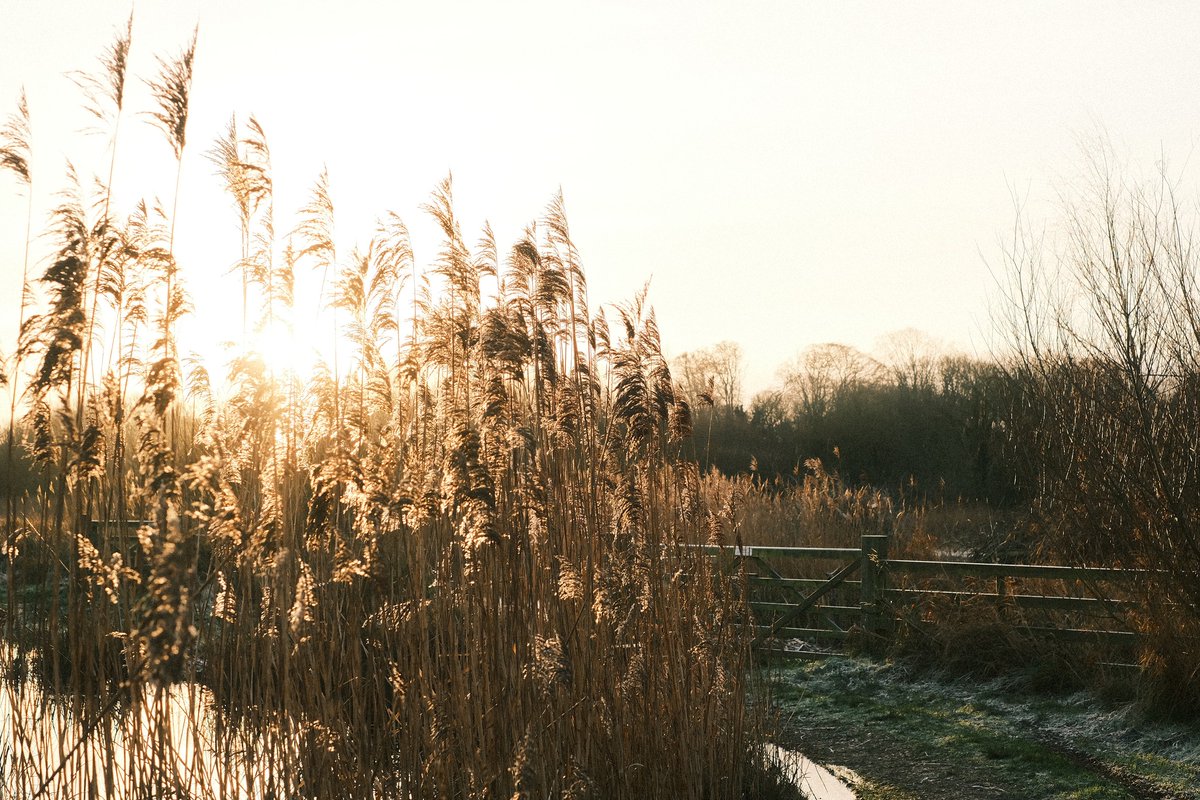 BroadsNP's tweet image. When the early morning light hits just right - winter views like this are worth getting out of bed for!
📍A frosty morning walk around @NorfolkWT Thorpe Marshes on the edge of Norwich
📸 Tom Waterfall