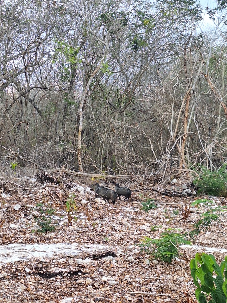 Así se ve una privada de lujo en la carretera Mérida-Progreso. 😔🐗