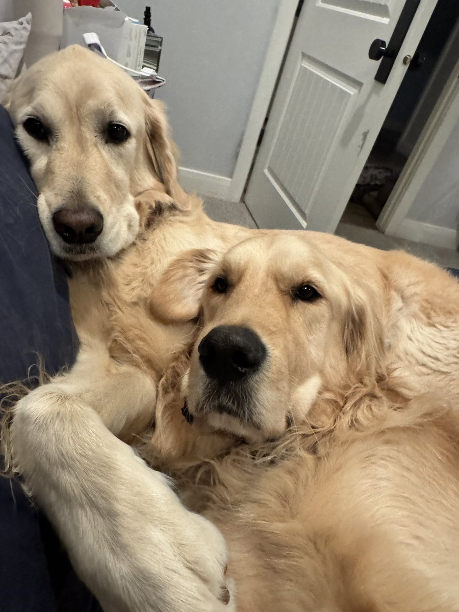 BobandDug's tweet photo. BFF’s #goldenretriever https://t.co/Tz5rPNyqW3
