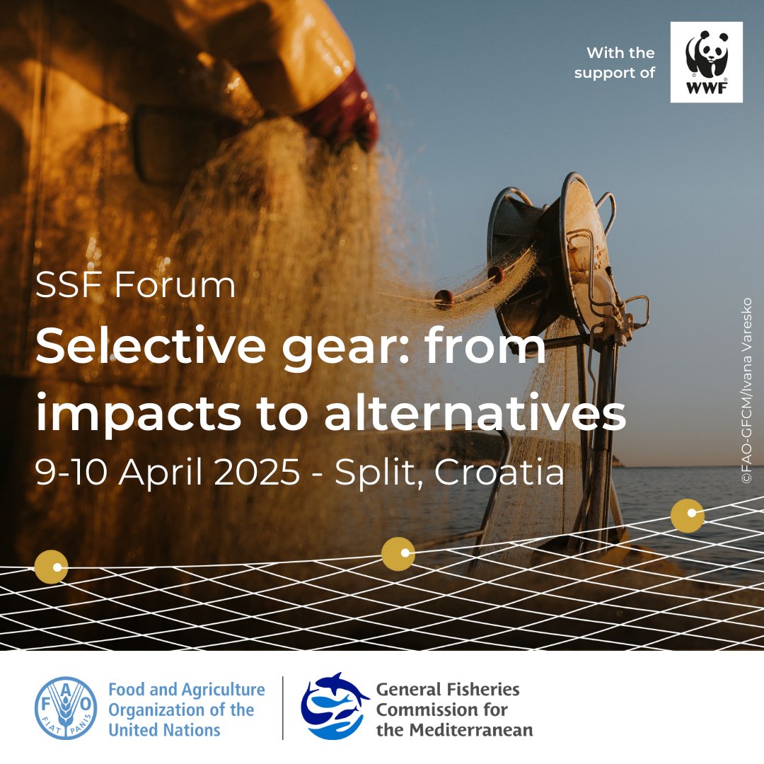 General Fisheries Commission for the Mediterranean (@un_fao_gfcm) on Twitter photo 📣 New #SSFForum Session - Registration now open!
#SSF #fishers, join us and <a href="/WWF_Med/">WWF Mediterranean Marine Initiative</a> to explore the impact of fishing gear on juveniles & #vulnerablespecies, and sustainable solutions to reduce abandoned or discarded gear #ALDFG.
📅 9-10 April 2025 🇭🇷
bit.ly/3DQOjIv 📣 New #SSFForum Session - Registration now open!
#SSF #fishers, join us and <a href="/WWF_Med/">WWF Mediterranean Marine Initiative</a> to explore the impact of fishing gear on juveniles & #vulnerablespecies, and sustainable solutions to reduce abandoned or discarded gear #ALDFG.
📅 9-10 April 2025 🇭🇷
bit.ly/3DQOjIv