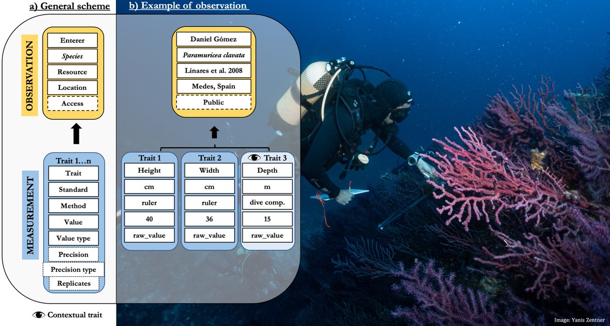 Since 2016, the Coral Trait Database (coraltraits.org) has contributed to the advancement of coral reef science. However, data on #octocorals —key components of coral ecosystems— was missing... until NOW!🎉 The Octocoral Trait Database is here!👇
rdcu.be/d6qpy