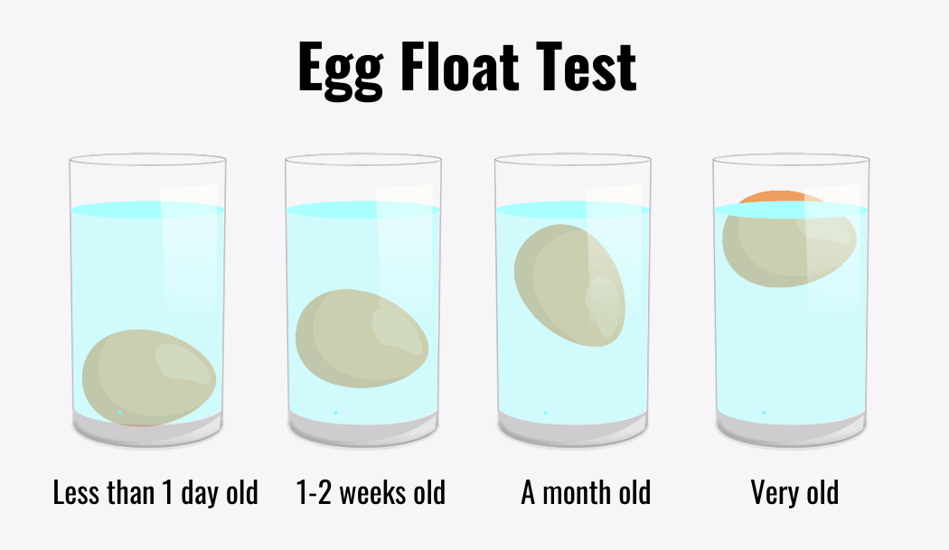genxgardener's tweet photo. #MAHA #eggs #eggfloattest https://t.co/anAPQD51eQ