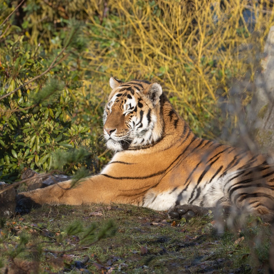 KnowsleySafari's tweet photo. 🌞🐅🧡 Safari in the Winter Sun

Just a reminder that we’re back open on Friday and throughout the weekend with special winter prices so you can go on a winter adventure: https://t.co/Q8eYsBFNP2 https://t.co/qpZmIEdWv1