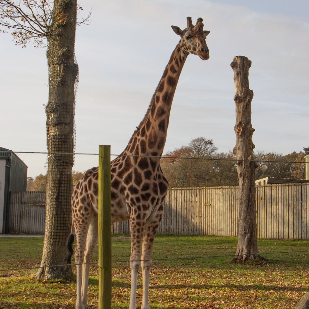 KnowsleySafari's tweet photo. 🌞🐅🧡 Safari in the Winter Sun

Just a reminder that we’re back open on Friday and throughout the weekend with special winter prices so you can go on a winter adventure: https://t.co/Q8eYsBFNP2 https://t.co/qpZmIEdWv1