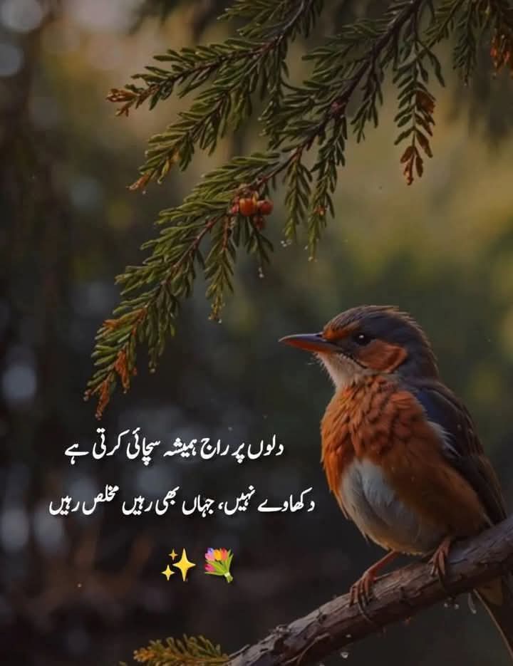Dilawar Khan (@dilawarkha9354) on Twitter photo 