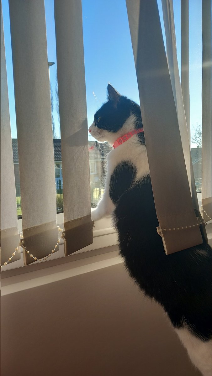 DeeChamberlain9's tweet photo. Neighbourhood Watch is on patrol 😂 https://t.co/hkjEe1XISB