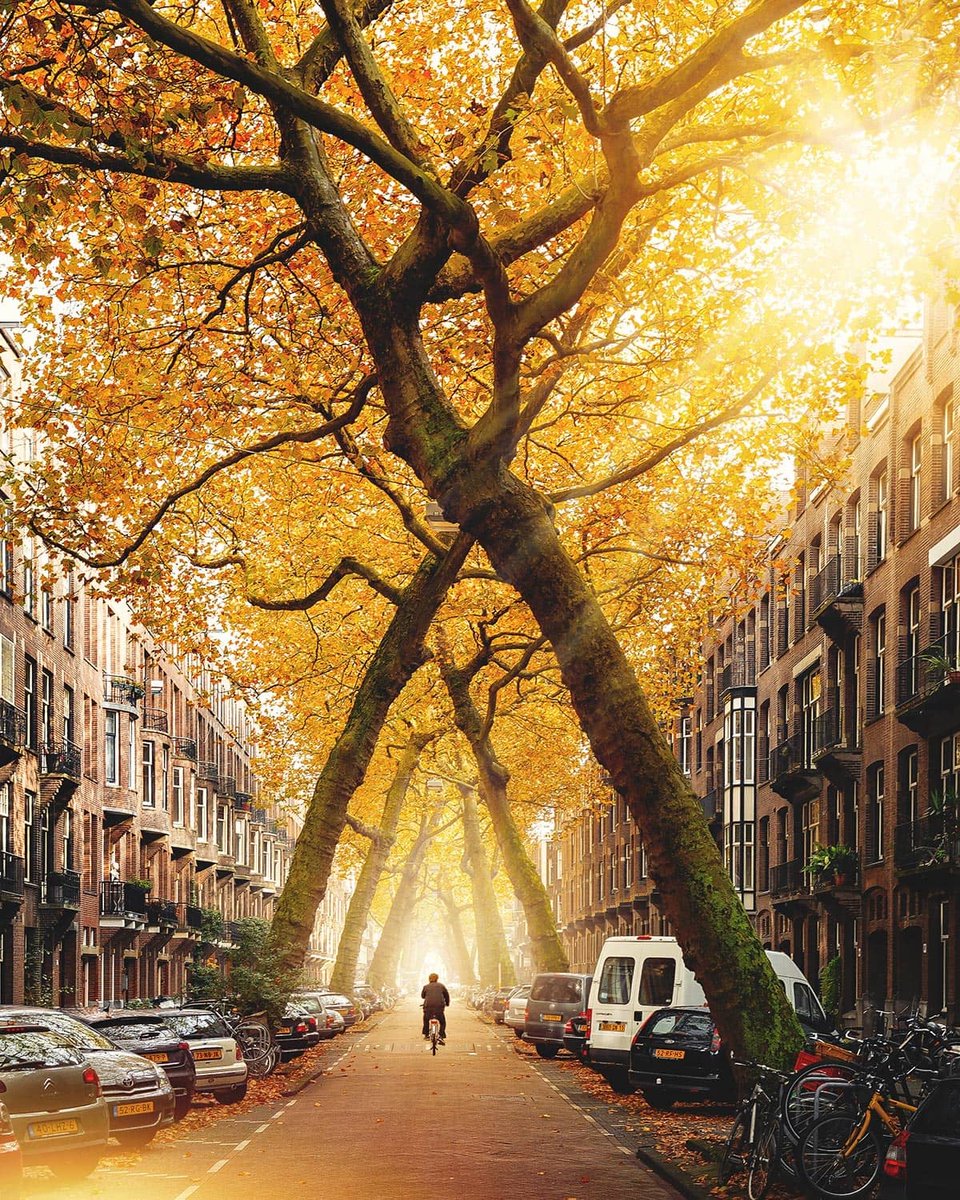 Las calles más hermosas del mundo 🧵 

1. Lomanstraat, Ámsterdam