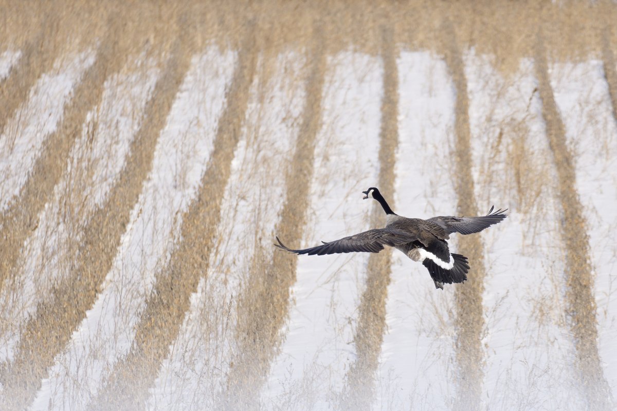 Ducks Unlimited Canada in Ontario tweet media