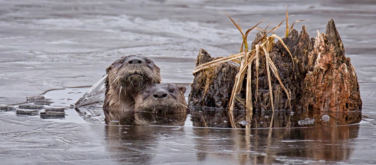 #Ontario winter #wildlife is a beautiful reminder to #getoutside and embrace the season. ❄️ Whether as a stopover or a year-round home, #wetlands offer vital habitat for wildlife throughout the year. 

Northern Shoveler ©Linda Leigh
Canada Goose ©Nick Krete
Otters ©Bill Kendall