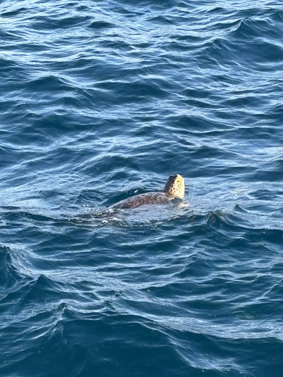 ⁦<a href="/todburn/">Gordon Fulton</a>⁩ morning run Frederiksted, St Croix, US Virgin Islands 🇻🇮
