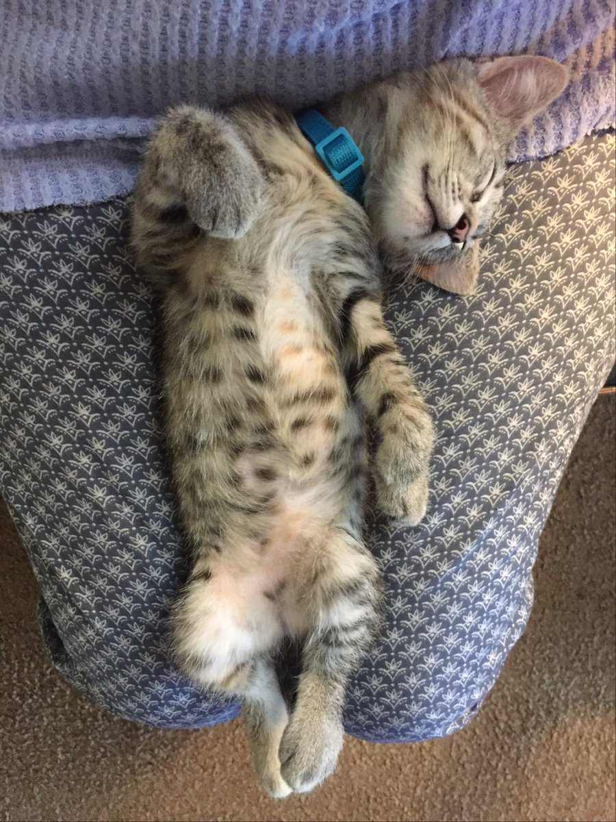 Happy #ThrowbackThursday A baby me, on mom’s lap! Look at those cute little belly spots💖💖have a peaceful day💖💖
#CatsOfX #CatsOfTwitter #TabbyTroop #thursdayvibes