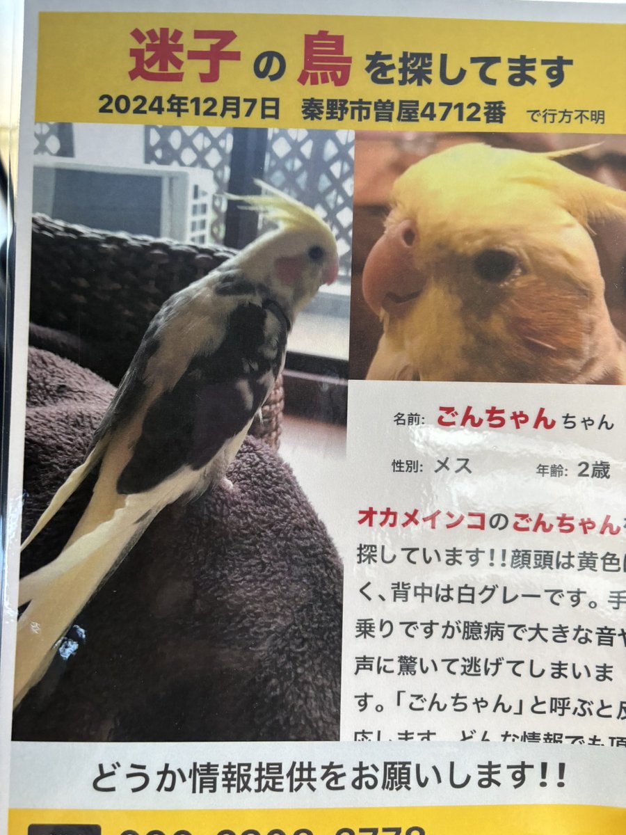 yokokao6's tweet photo. 今日知人が声掛けしながらチラシを撒いてくれていたら秦野 #北矢名 で「昨日ここの木に止まってたわよ、オカメインコでしょ？」と…今日で40日目。ごんちゃんはまだ生きてくれてる。どうか見つけたら「おいでおいで」と家の中に救済して下さい。お願いします‼︎ #鶴巻  #伊勢原 https://t.co/l1OtQi7iUr