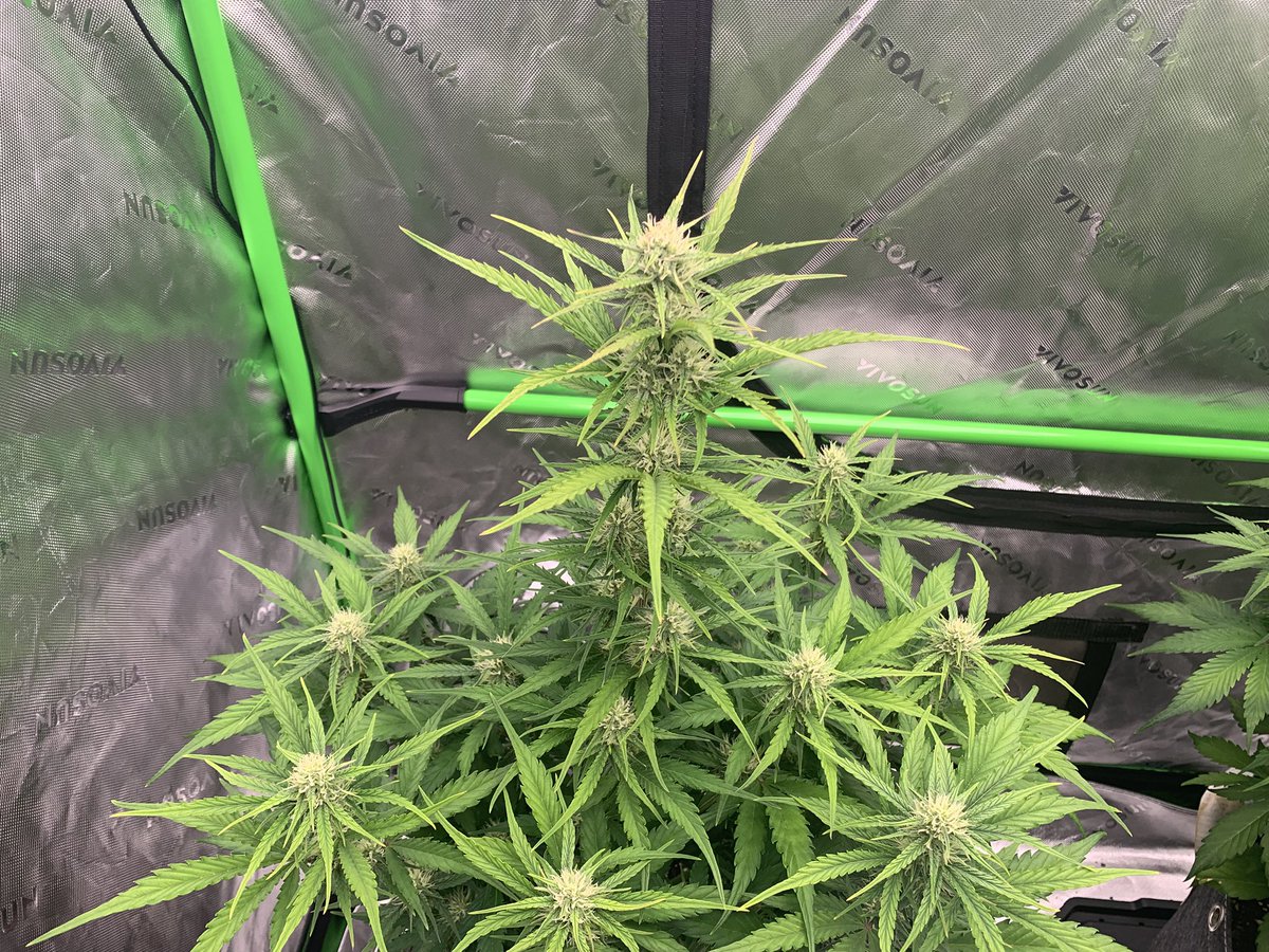 GrowsOhio's tweet photo. Rise and shine everyone! Let’s Grow baby!!!! Headshots, Bear Assed Monkey, Strawberry Gorilla, Unknown Sonoma, and the Crème de la Chem in that order!
.
#vivosun #organic #autoflower #foxfarm #gaiagreen #customblend #loyaltothesoil #cannafam https://t.co/ZVxPQ4OTZA