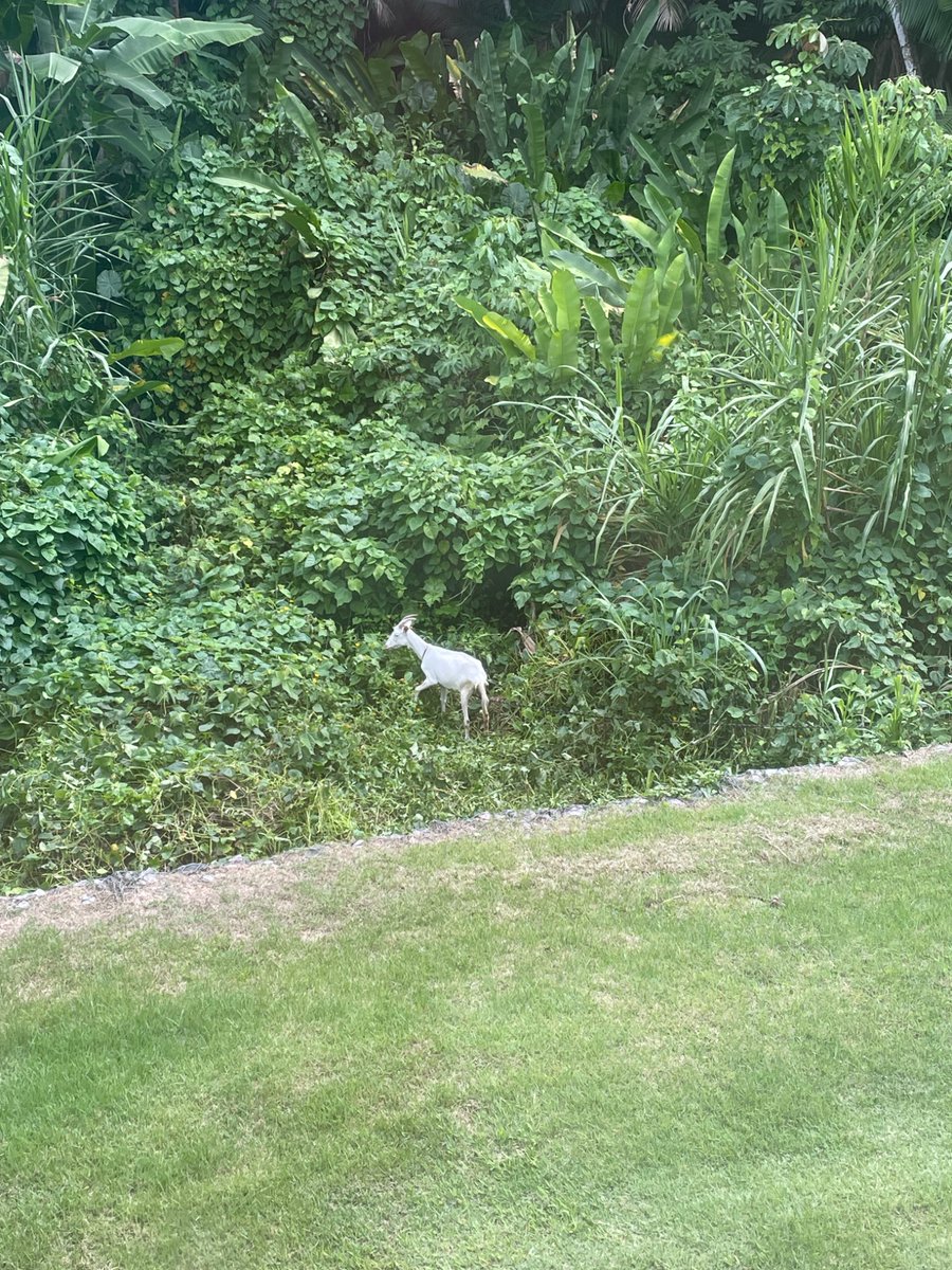 Sérgio de Souza Filho tweet media