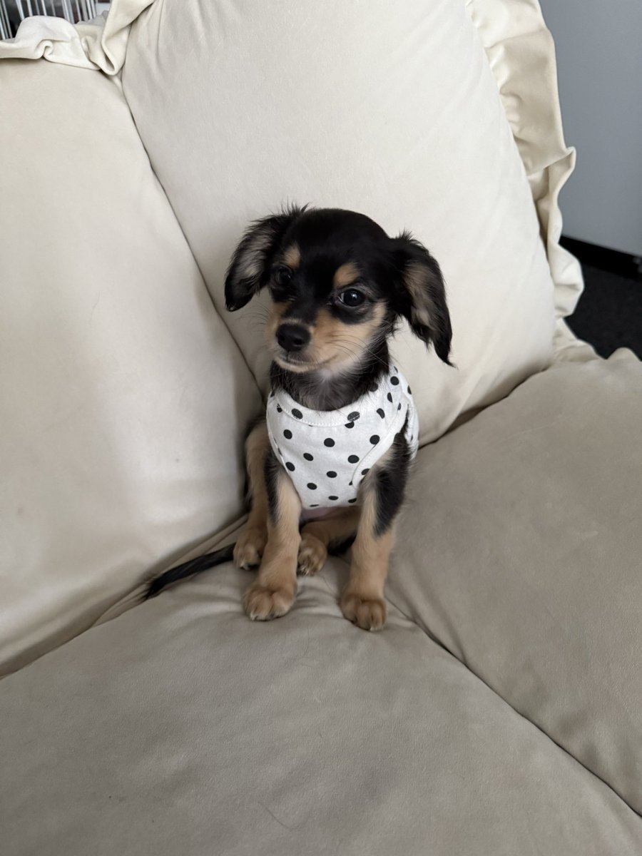 a____0717h's tweet photo. 家族が増えました🐶❤︎ https://t.co/tWy1n4pxwn