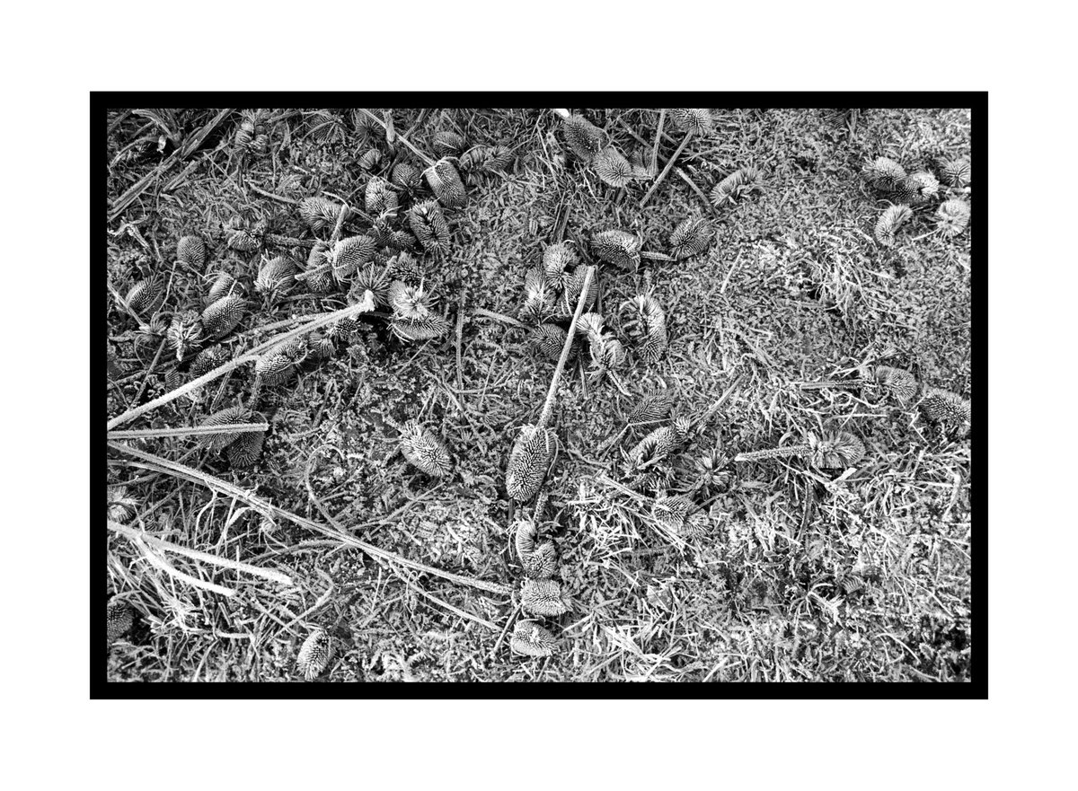 Frosty fallen teasels. #believeinfilm