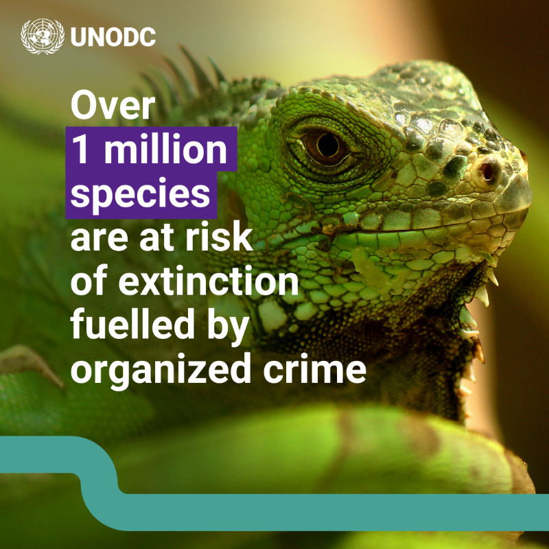UNODC's tweet photo. The impact of wildlife crime on biodiversity loss is undeniable. Organized criminal groups exploit the low risk and high profit of crimes that affect the environment. To stop biodiversity loss, we must #StopOrganizedCrime. https://t.co/eYGkJTisMz