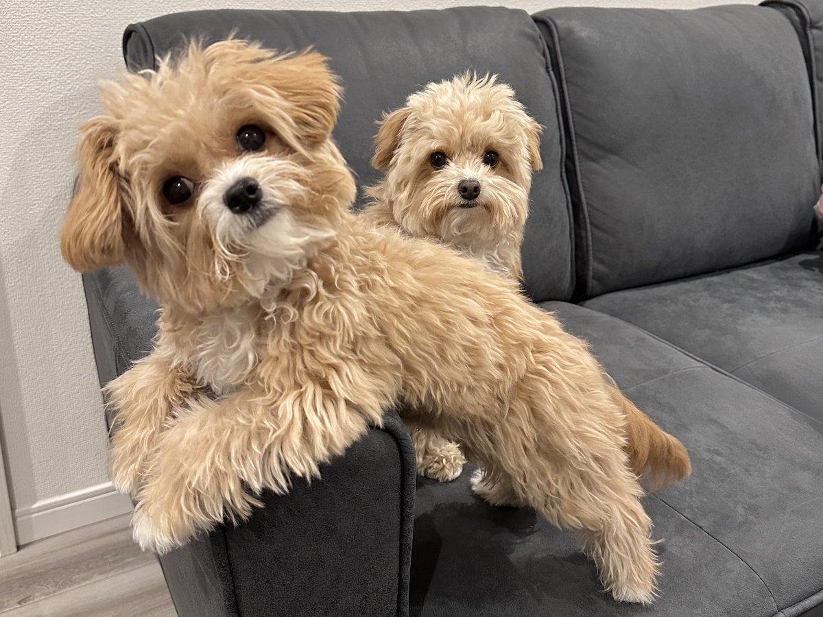 chipoo_bear's tweet photo. 夫が出張中なので話し相手は犬です
真剣に聞いてくれています https://t.co/cvDVOUJSe6