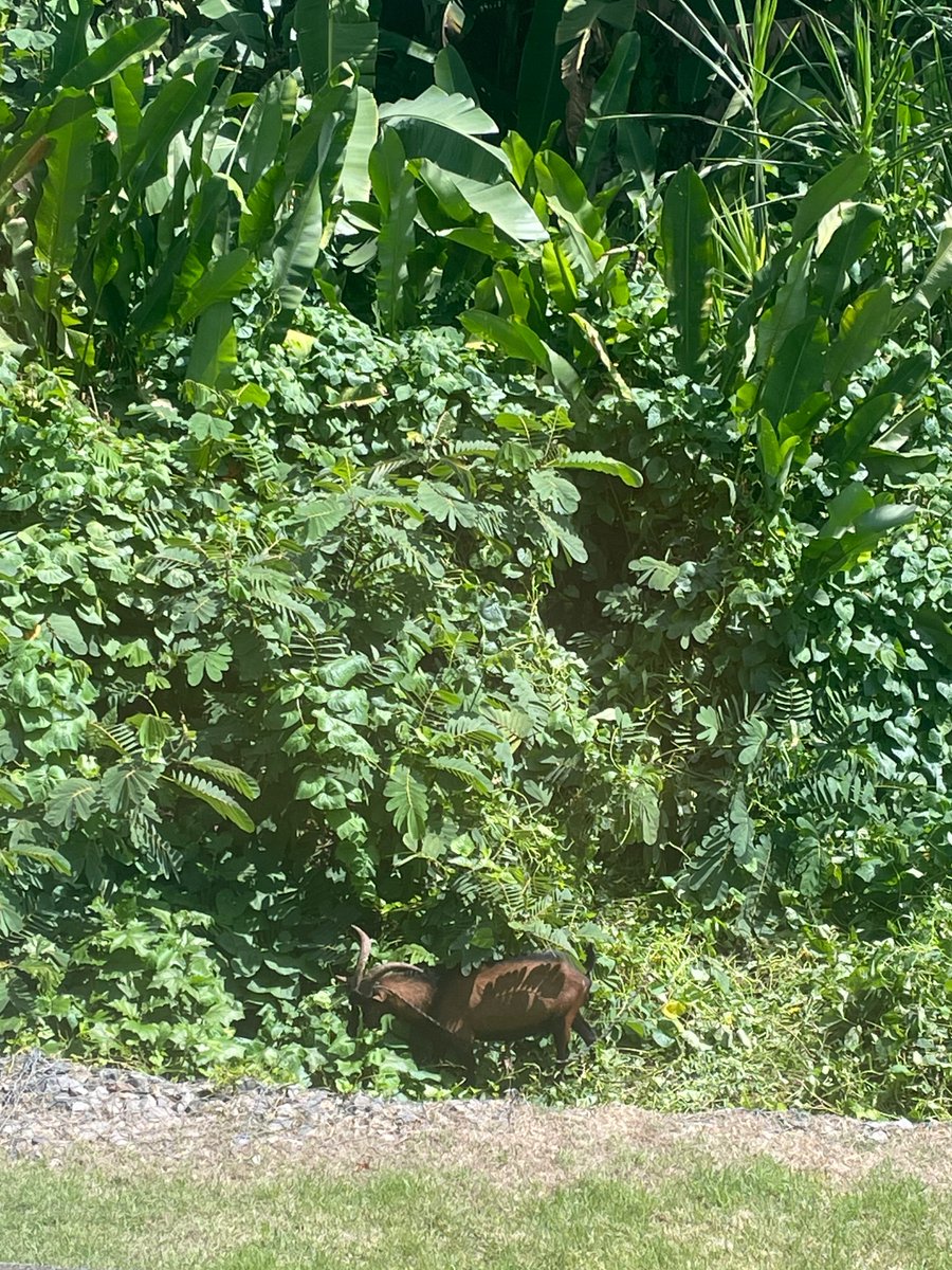 Sérgio de Souza Filho tweet media
