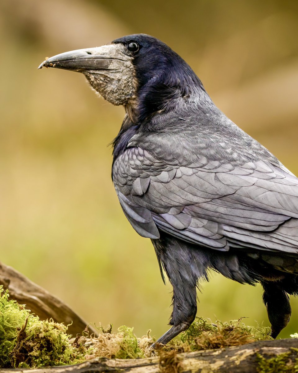 The incredible ( and scary looking ) Rook.
#wildlifephotography