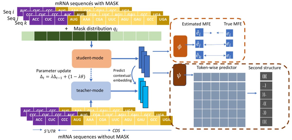 razoralign's tweet photo. mRNA2vec: mRNA Embedding with Language Model in the 5'UTR-CDS for mRNA Design https://t.co/LvVrnXK0z3 https://t.co/V5xhUur980