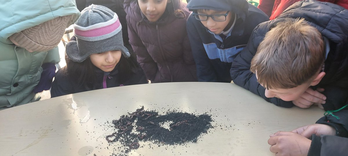rootstofruit202's tweet photo. 'Living Things &amp; Environments' science topic this half-term, the mighty Y4's @fourdwellingspa have been investigating the life and times of the humble earthworm.

Busting myths &amp; gathering the facts we've discovered that old Wiggly-Woo really is King of the Beasts!

@MrsM_Court https://t.co/NwUwQtpchU