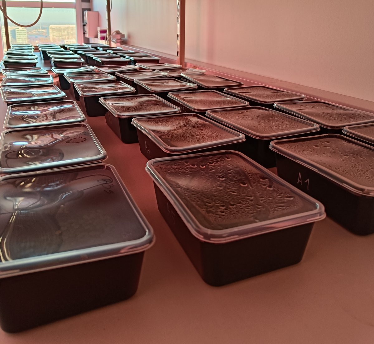 Polyploid fitness isn’t just about growing fast—it’s about outcompeting their progenitors! 🌱
We had neopolyploid duckweed and their progenitor invade each other, revealing how stress &amp; frequency-dependent growth shape WGD success... or failure. #polyploid
doi.org/10.1101/2025.0…