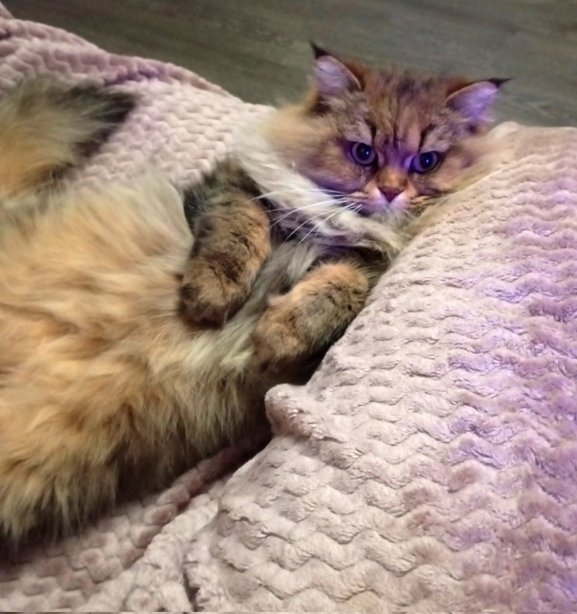 ウサギな #猫