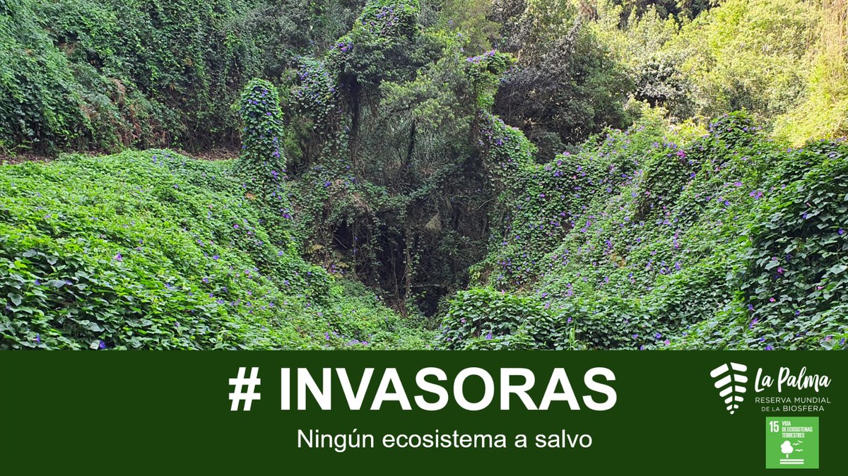 "Las especies invasoras: una amenaza para #lapalmabiosfera". Lo que a priori podría parecer una imagen idílica, muestra como una especie invasora es capaz de acaparar todo el espacio poniendo en riesgo nuestra biodiversidad.
#LaPalma #reservabiosfera
<a href="/CabLaPalma/">Cabildo de La Palma</a> <a href="/RedEXOSGobcan/">RedEXOS_Gobcan</a>