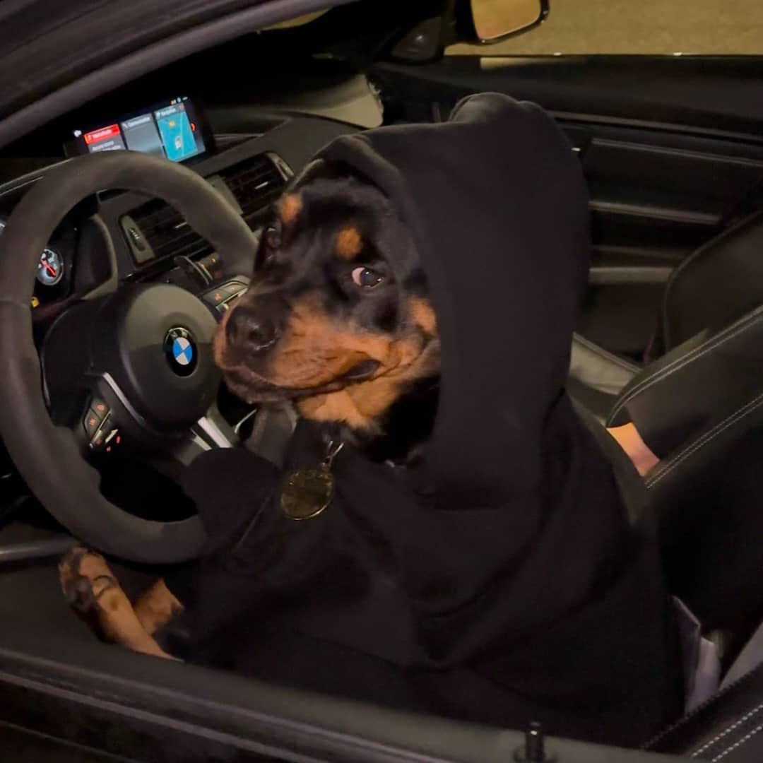 xbtmonarch's tweet image. 🚀 ROTT launches today! Backed by top KOLs &amp;amp; major partnerships.

💡 Ticker: ROTT | Chain: SOL

Don’t miss out—join the Telegram community now!

TG link: t.me/+4S6TL-V5nkEzO…

#Crypto #ROTT #LaunchDay #SO