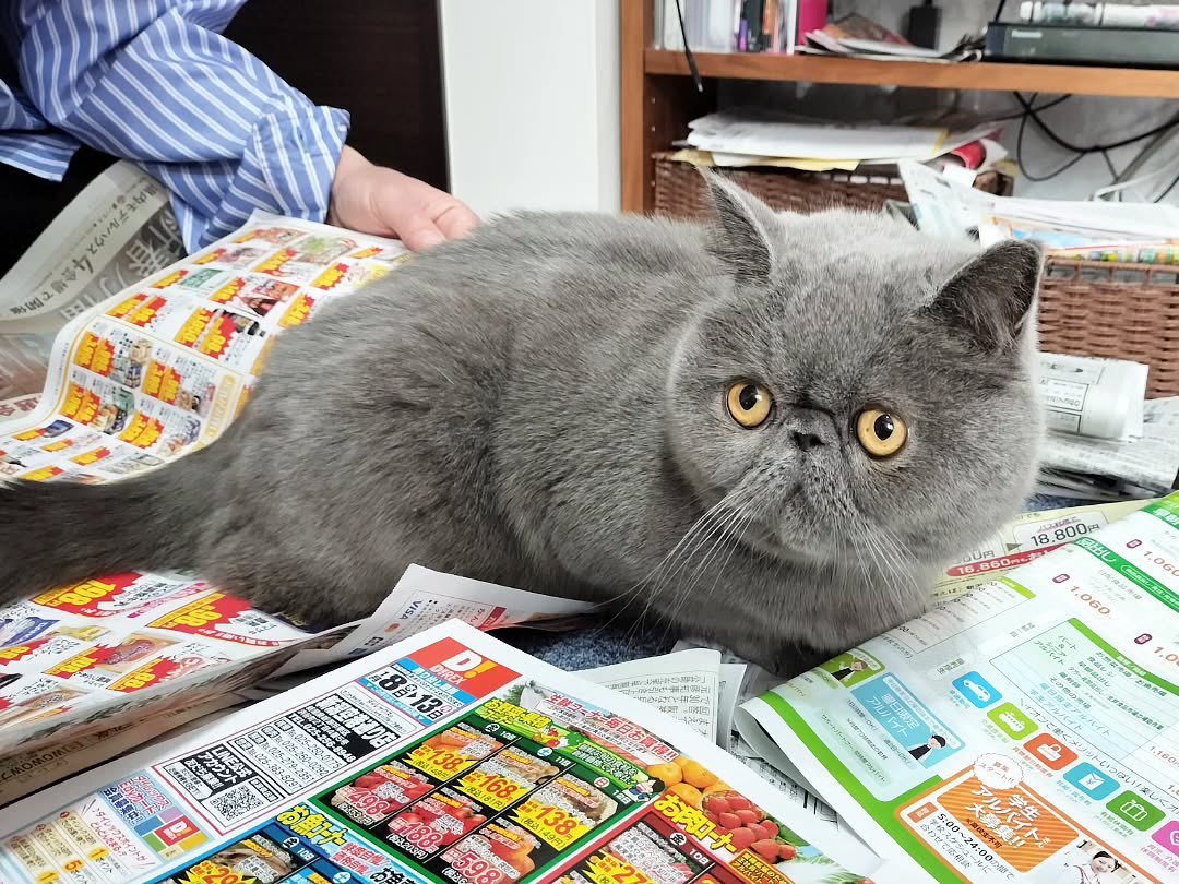ginto1818's tweet photo. ジャマをするヤツ😡🐈

#エキゾチックショートヘア #ねこすたぐらむ #ねこのいる生活
#猫のいる暮らし #猫好きさんと繋がりたい #ねこのきもち #pecoねこ部 #サンデイ #catst https://t.co/dqFQLRlArE