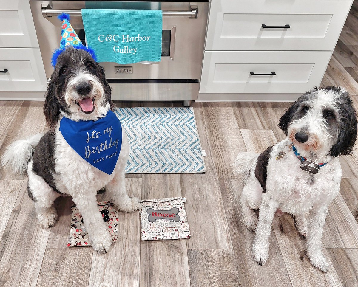 It's my 6th birthday and I have an outfit for that! 🥳🎂 You may notice Rocky looks wet. He decided to get the pawty going by rolling in 💩 this morning, so he got a bath 😂 Now we're heading to school to pawty with my furiends #schooldays #dogsoftwitter #DogsOfX