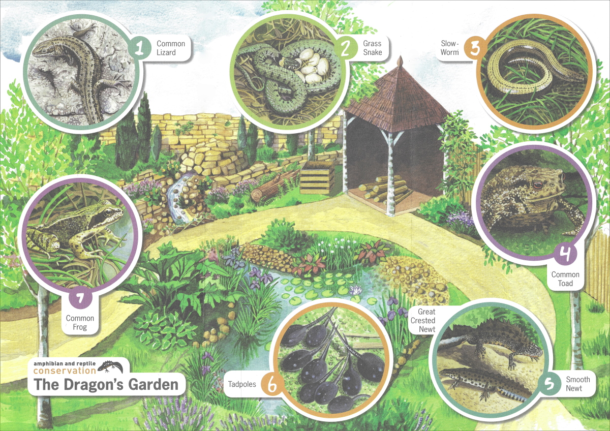A few small changes in your garden - a log pile, some grass left long or a mini pond - can make a big difference for wildlife. Find tips for encouraging amphibians &amp; reptiles into your garden in our leaflet Dragons in Your Garden. Go to arc-trust.org/dragons-in-you….