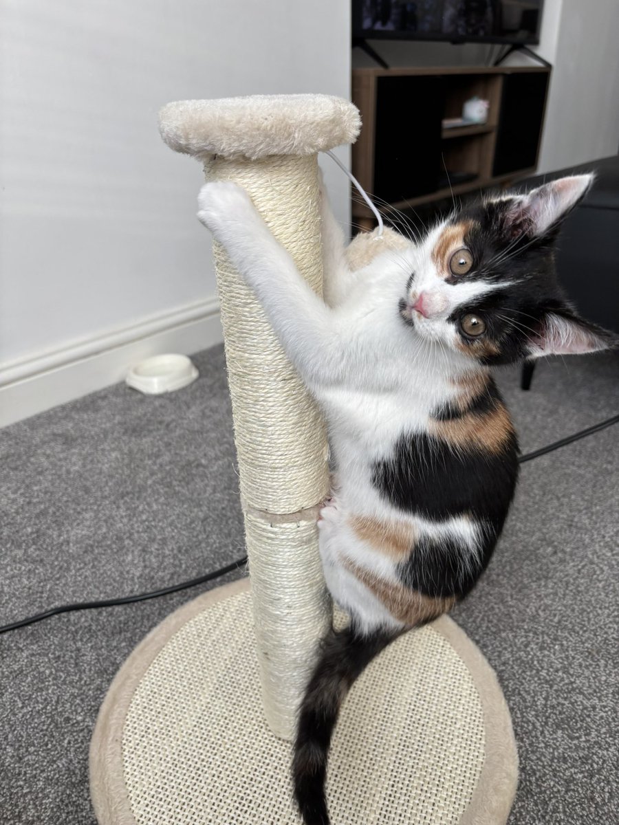 I think she likes her new scratch post ✨ #calico