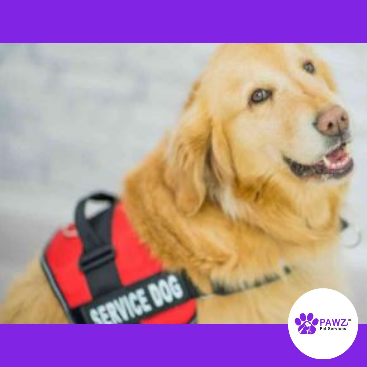 PawzServices's tweet photo. Our heartfelt gratitude for the incredible individuals and groups who are working tirelessly to help those in need in the aftermath of the #flooding in #Asheville in 2024. 

We are so grateful for these #community #heroes. ❤️ 
https://t.co/iutlMl9kQ2

#NorthCarolina #dogs #cats https://t.co/KM3swz5SnE