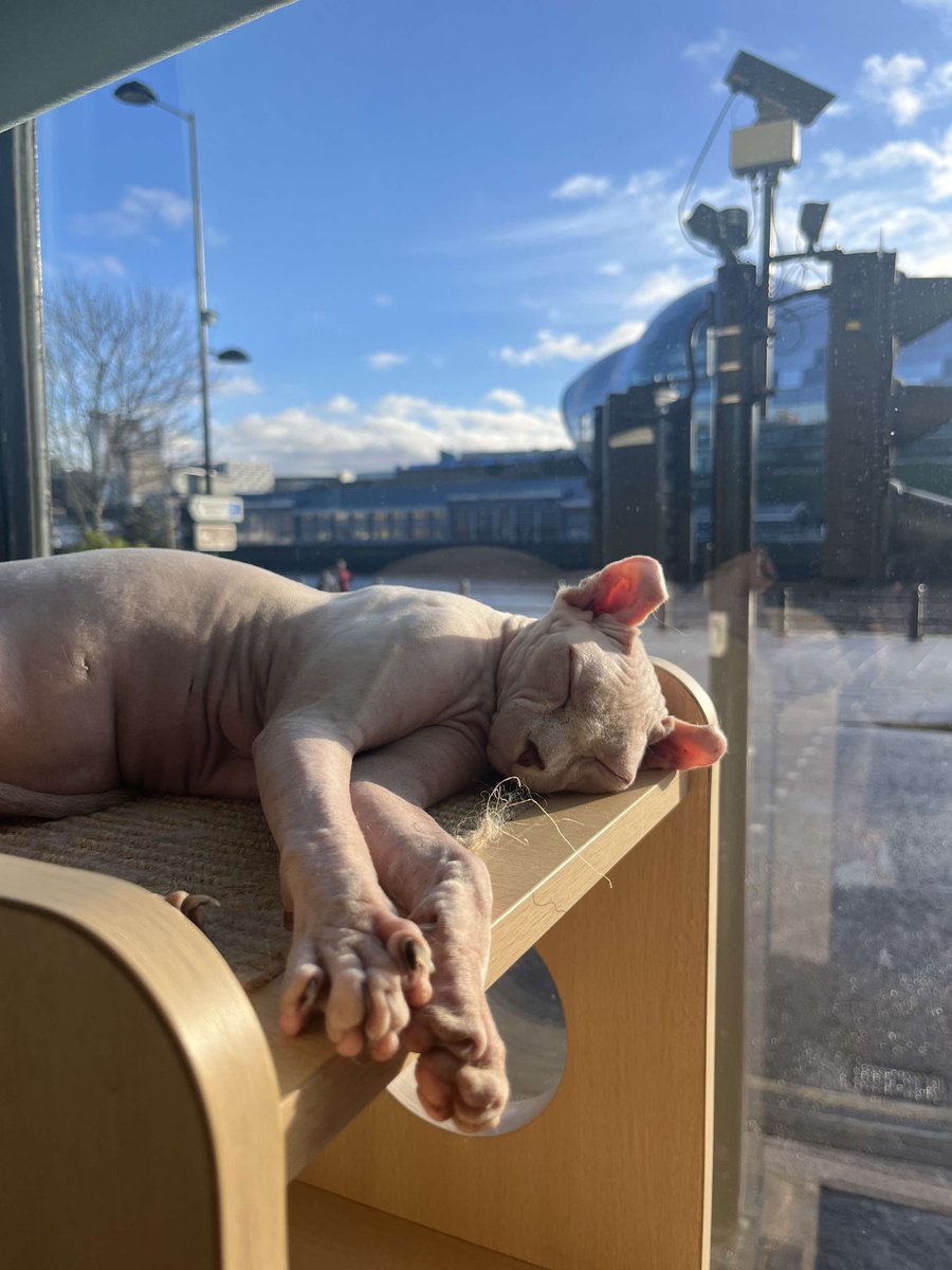 Quayside Cat Cafe tweet media