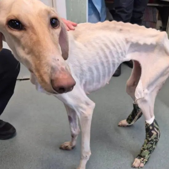 Please retweet, the RSPCA have reported the numbers of  abandoned 'festive pets' reaches six-year high #UK 
The RSPCA has been caring for its "thinnest dog" as it dealt with a record number of abandoned animals over the festive period.
On New Year's Day, 43 abandonment incidents