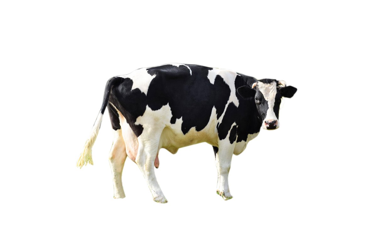 #FitForCows: Ihre Meinung zählt! 🐄
Unterstützen Sie das Team mit Feedback zu den bisherigen Themen wie Klauen-, Euter- und Fruchtbarkeitsgesundheit. Die Umfrage dauert nur 5 Min: 👉 umfrageonline.com/c/ejpjedis
Vielen Dank!
#DigiTier #Umfrage