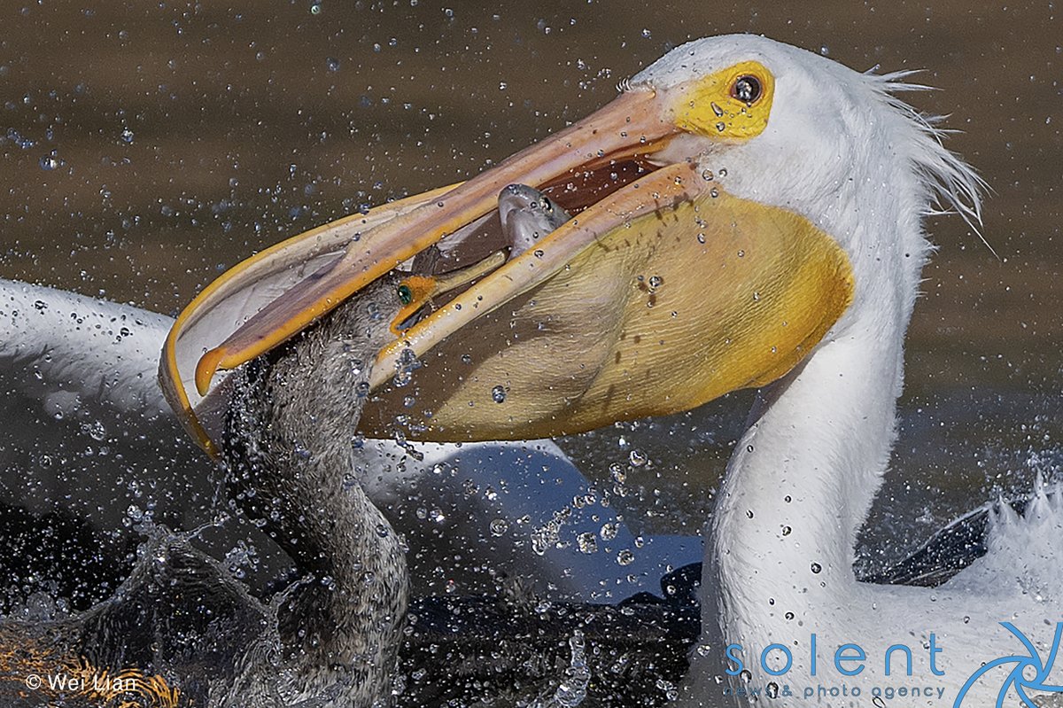 snapagency's tweet photo. A cormorant narrowly wins in a battle against pelicans for a fish. The pelicans tried and failed to snatch a trout from the cormorant's mouth at Sandy Wool Lake in California, United States.
๐ธ - Wei Lian
#cormarant #pelicans #fish #snatch #grab #wildlife #usa https://t.co/I8jIPTGRVR