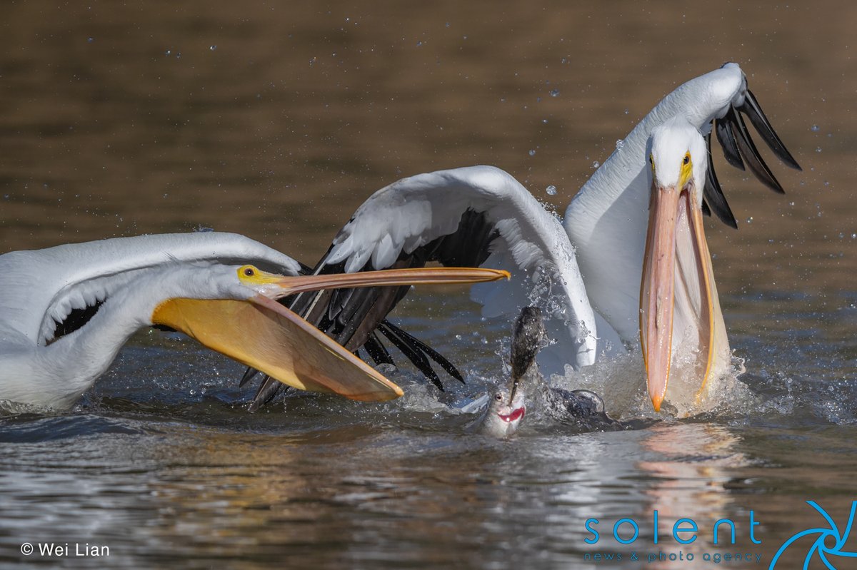 snapagency's tweet photo. A cormorant narrowly wins in a battle against pelicans for a fish. The pelicans tried and failed to snatch a trout from the cormorant's mouth at Sandy Wool Lake in California, United States.
๐ธ - Wei Lian
#cormarant #pelicans #fish #snatch #grab #wildlife #usa https://t.co/I8jIPTGRVR