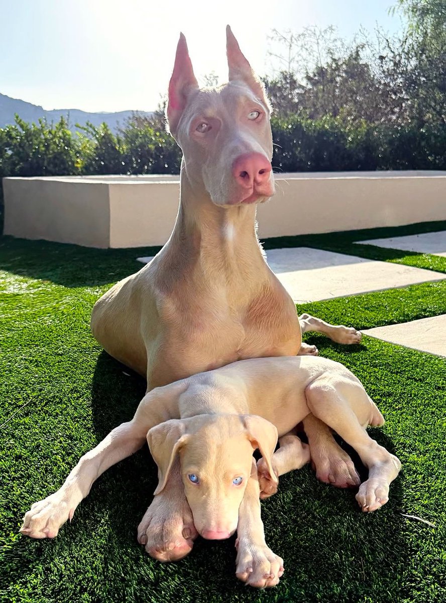 Doberman Pinscher tweet media