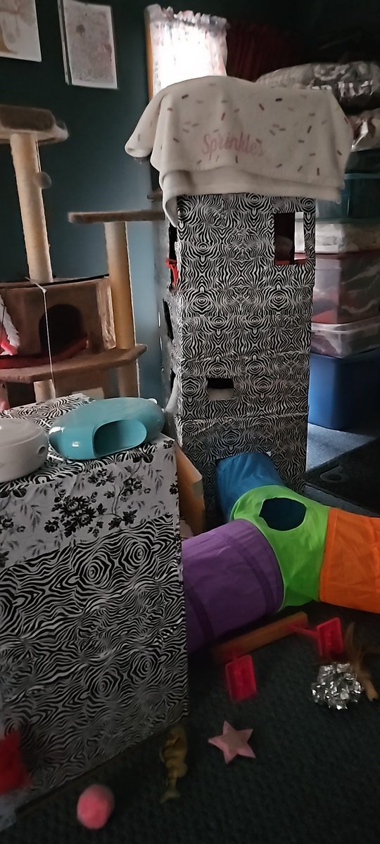 This was my <a href="/Chewy/">Chewy</a> fort, 4 years ago. Now it has a couple of black + white prints on the outside, like me! I was 3 + 1/2 years old. Hope mew have a purrfect #ThrowbackThursday! #cowcat #CatsOfTwitterX #AdoptDontShop #StaySafeFurrends