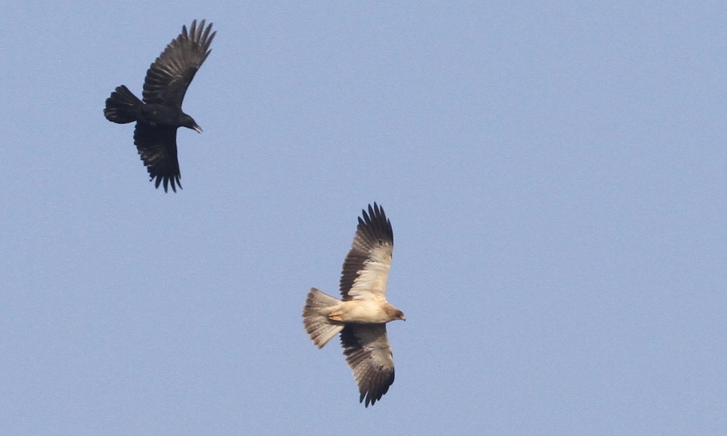 JohnGale8's tweet photo. Fun morning out with James looking for the Booted Eagle north of Marazion in Cornwall....fabuolus views! Good to catch up with @RunnelStone https://t.co/7PZgZCS7pe