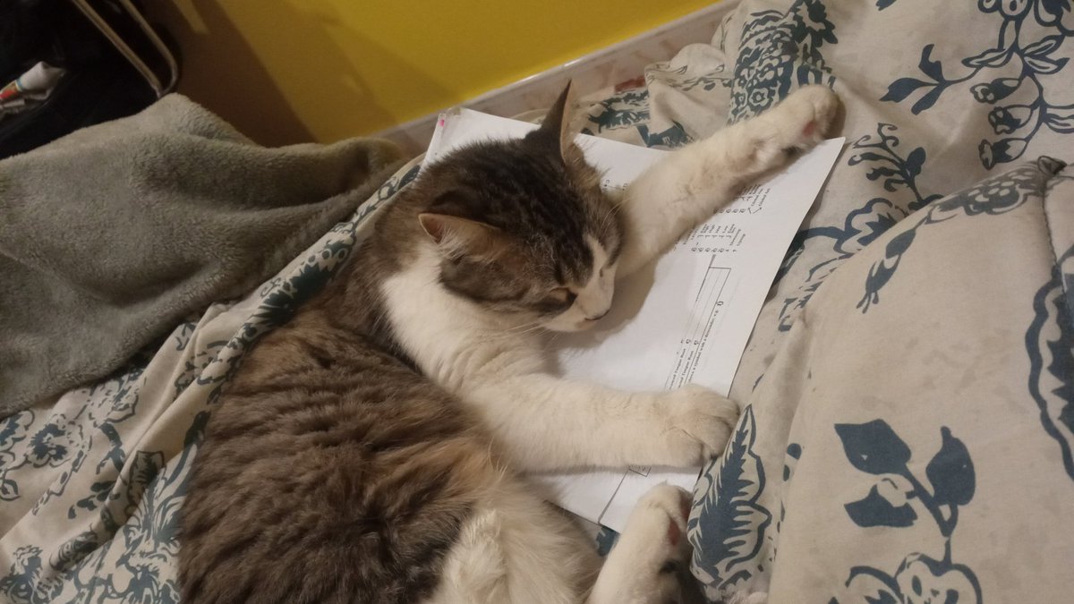 Gut_tii's tweet photo. A ella le hubiera ido muchísimo mejor q a mí en el examen https://t.co/oJkeje9kfy