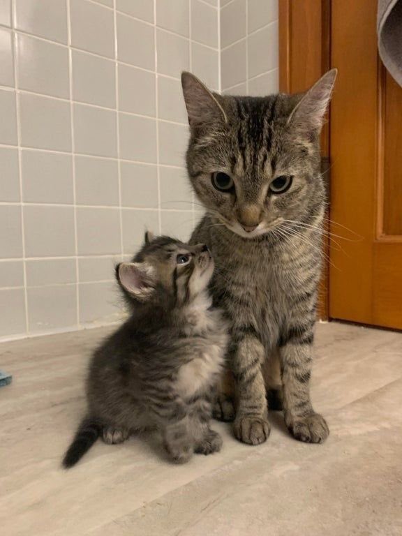 PunchingCat's tweet photo. “that’s my momma” 🥹 https://t.co/3I5Nbdfx4K